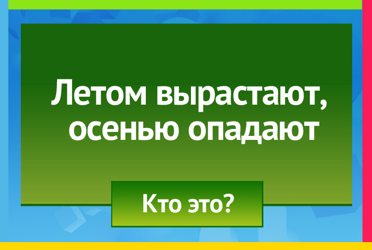 Загадка про листья. Летом вырастают, осенью опадают.