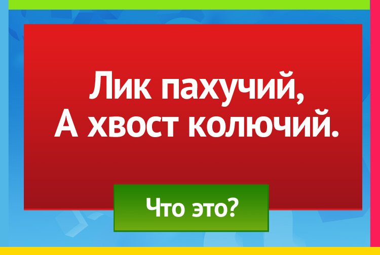 Загадка про розу. Лик пахучий, А хвост колючий.