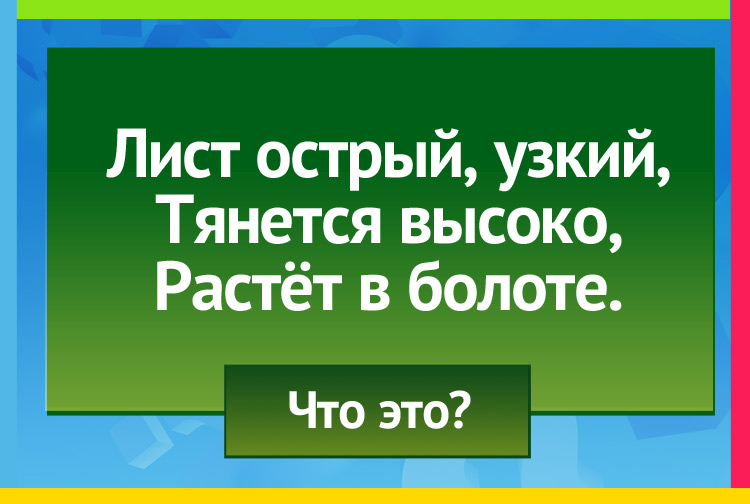 Загадка про осоку. Лист острый, узкий, Тянется высоко, Растёт в болоте.