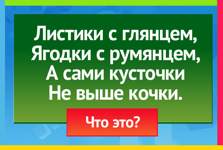 Загадка про бруснику. Листики с глянцем, Ягодки с румянцем, А сами кусточки Не выше кочки.