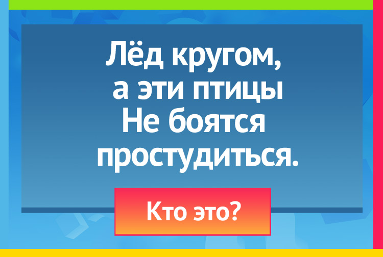 Загадка про пингвина. Лёд кругом, а эти птицы Не боятся простудиться.