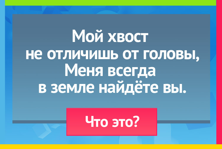 Загадка про Червяк. Мой хвост не отличишь от головы, Меня всегда в земле найдёте вы.