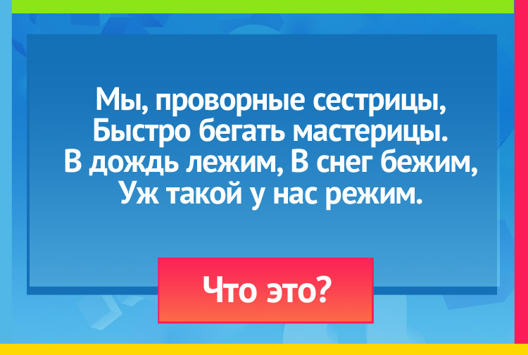 Загадка про лыжи. Мы, проворные сестрицы, Быстро бегать мастерицы. В дождь лежим, В снег бежим, Уж такой у нас режим.