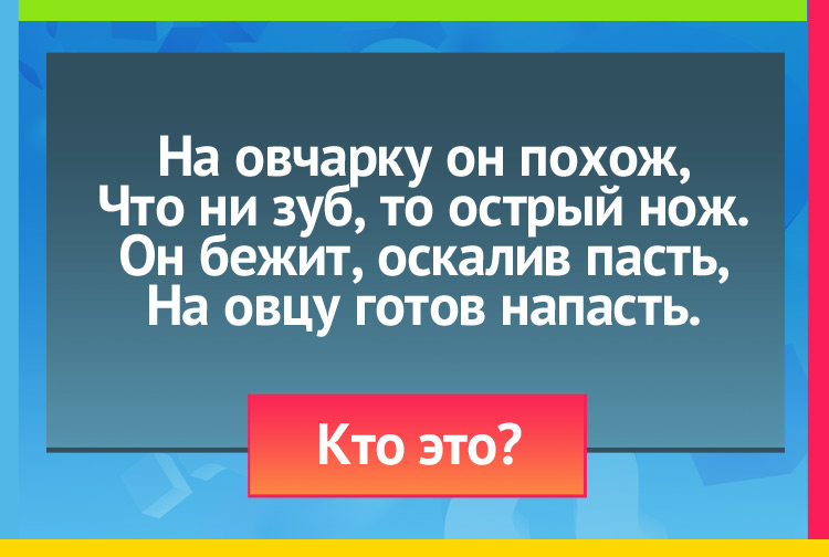 Загадка про волка. На овчарку он похож, Что ни зуб, то острый нож. Он бежит, оскалив пасть, На овцу готов напасть.