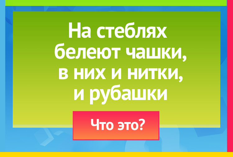 Загадка про хлопок. На стеблях белеют чашки, В них и нитки, и рубашки.