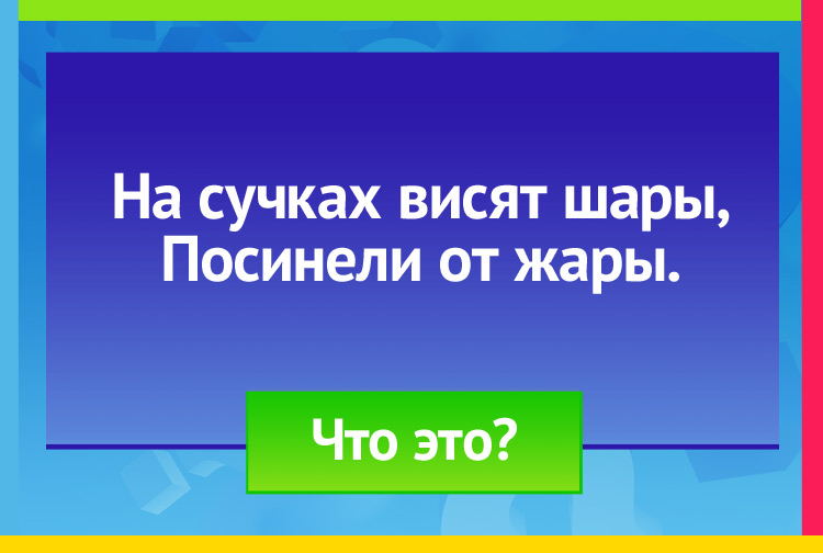 Загадка про сливу. На сучках висят шары, Посинели от жары.