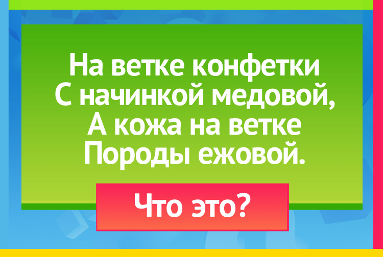 Загадка про Крыжовник. На ветке конфетки С начинкой медовой, А кожа на ветке Породы ежовой.