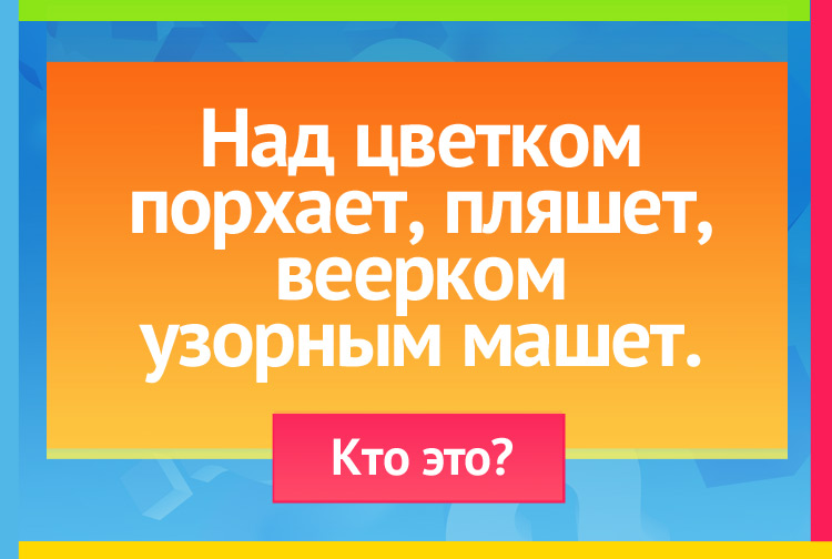 Загадка про бабочку. Над цветком порхает, пляшет, Веерком узорным машет.