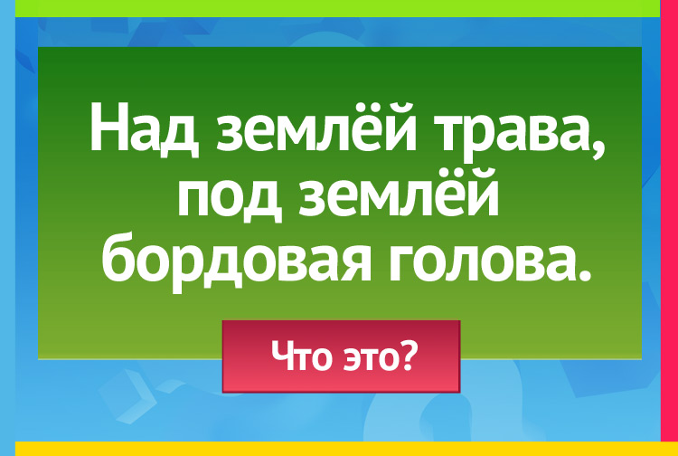 Загадка про свеклу. Над землей трава, Под землей Бордовая голова.