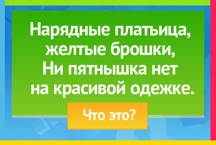 Загадка про ромашку. Нарядные платьица, желтые брошки, Ни пятнышка нет на красивой одежке.