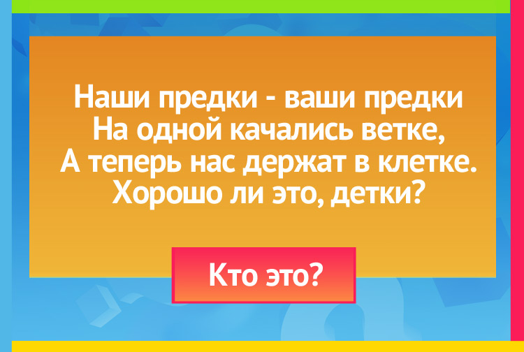 Загадка про Обезьяну. Наши предки - ваши предки На одной качались ветке, А теперь нас держат в клетке. Хорошо ли это, детки?