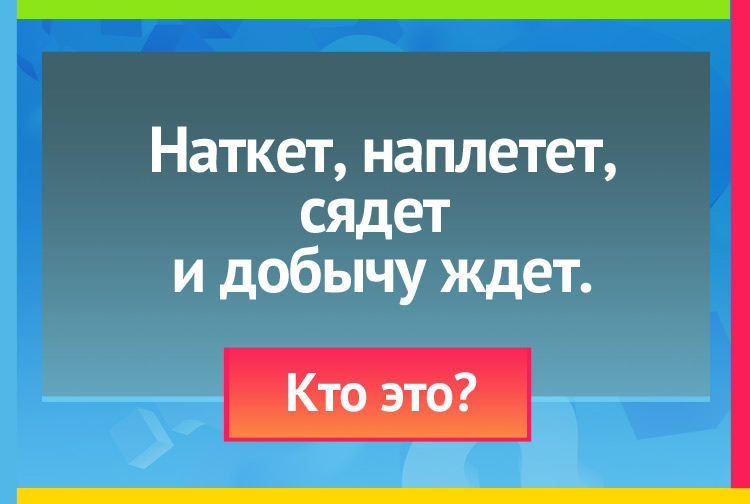 Загадка про паука. Наткет, наплетет, Сядет и добычу ждет.