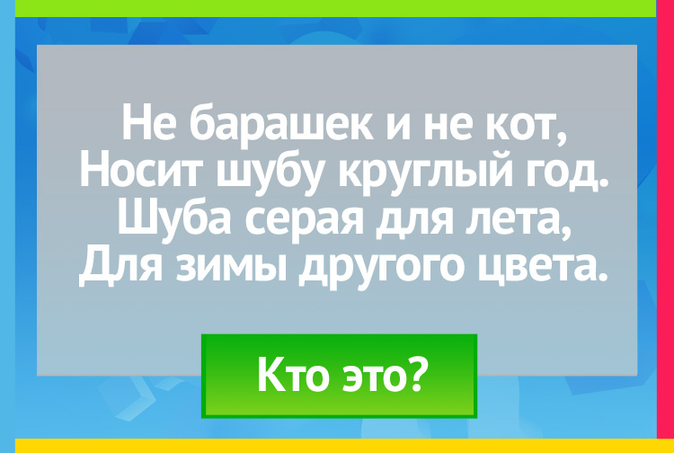 Загадка про зайца. Не барашек и не кот, Носит шубу круглый год. Шуба серая для лета, Для зимы другого цвета.