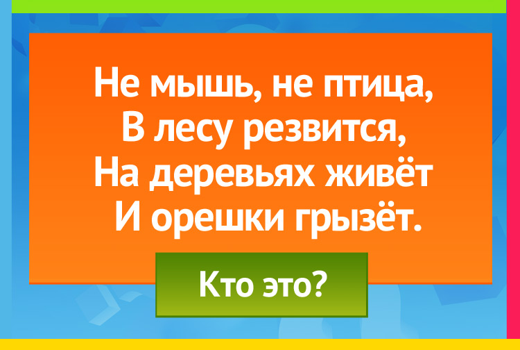 Загадка про белку. Не мышь, не птица, В лесу резвится, На деревьях живёт И орешки грызёт.