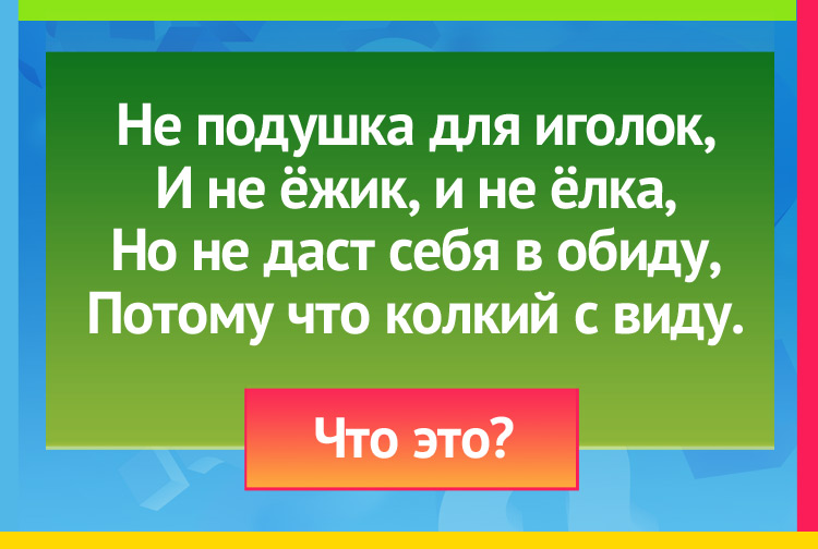 Загадка про кактус. Не подушка для иголок, И не ёжик, и не ёлка, Но не даст себя в обиду, Потому что колкий с виду.