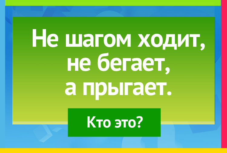 загадка про лягушку. Не шагом ходит, не бегает, а прыгает.