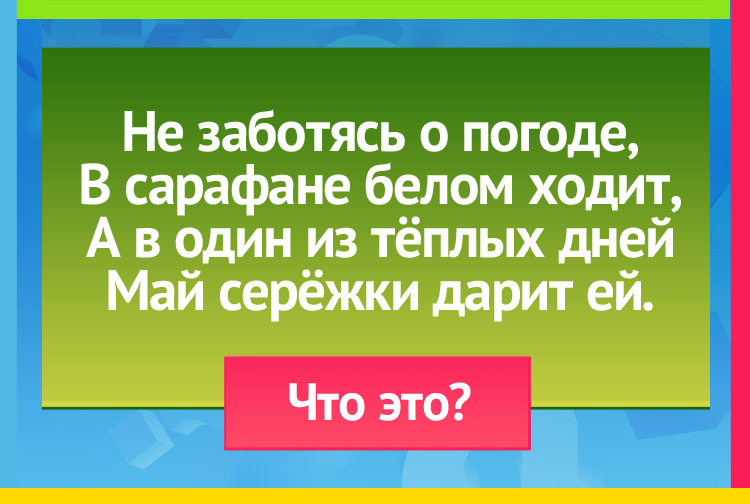 Загадка про березу. Не заботясь о погоде, В сарафане белом ходит, А в один из тёплых дней Май серёжки дарит ей.