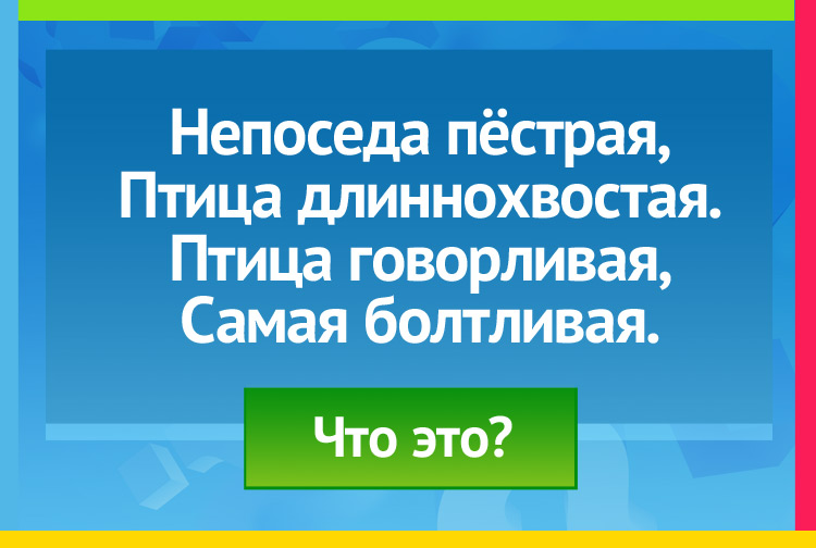 Загадка про сороку. Непоседа пёстрая, Птица длиннохвостая. Птица говорливая, Самая болтливая.