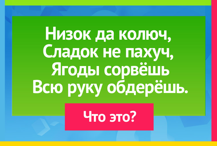 Загадка про крыжовник. Низок да колюч, Сладок не пахуч, Ягоды сорвёшь Всю руку обдерёшь.