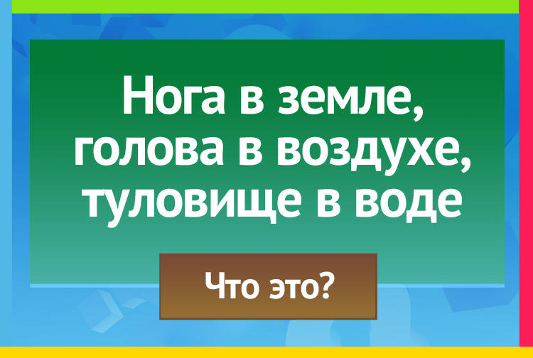 Загадка про камыш. Нога в земле, голова в воздухе, туловище в воде.