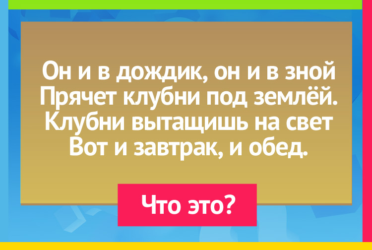 Загадка про Картофель. Он и в дождик, он и в зной Прячет клубни под землёй. Клубни вытащишь на свет, Вот и завтрак и обед.