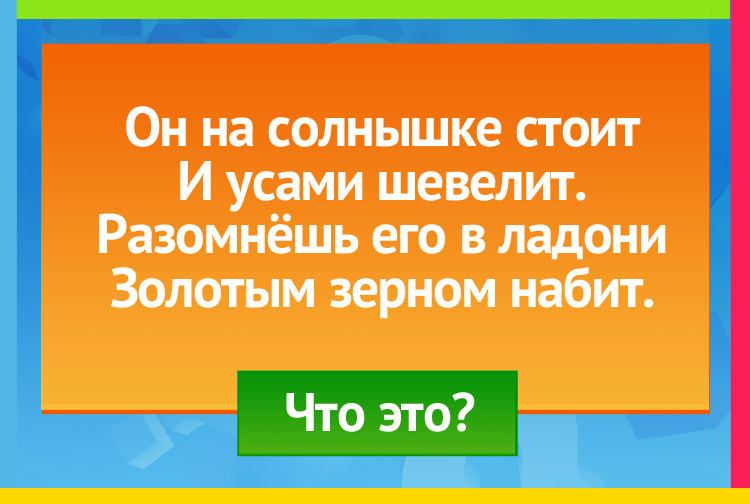 загадка про Колос. Он на солнышке стоит И усами шевелит. Разомнёшь его в ладони Золотым зерном набит.