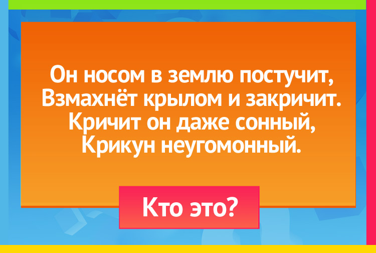 Он носом в землю постучит, Взмахнёт крылом и закричит. Кричит он даже сонный, Крикун неугомонный.