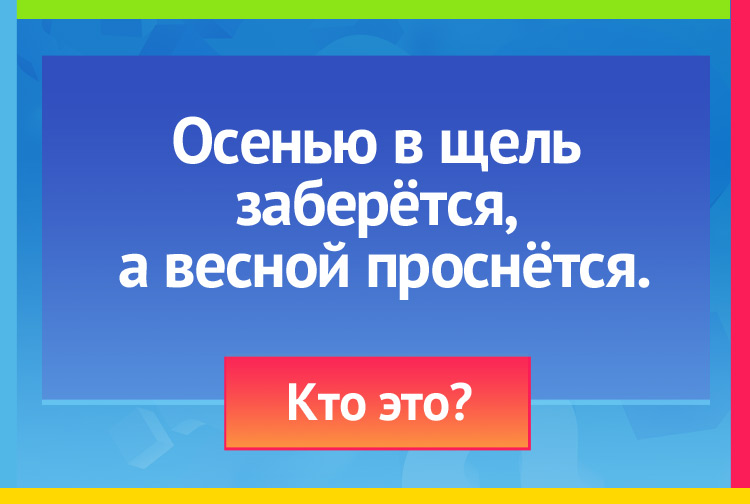 Загадка про муху. Осенью в щель заберётся, А весной проснётся.