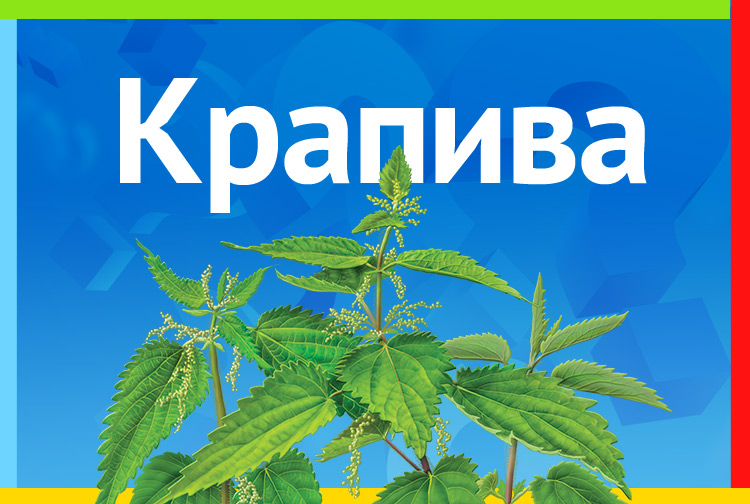 Загадка про крапиву. Какую траву и слепой знает?