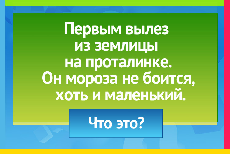 Загадка про Подснежник. Первым вылез из землицы на проталинке. Он мороза не боится, хоть и маленький.