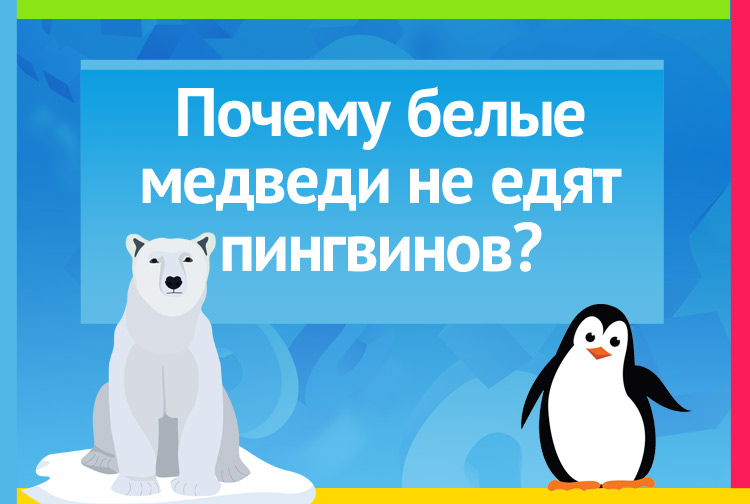 Почему белые медведи не едят пингвинов?