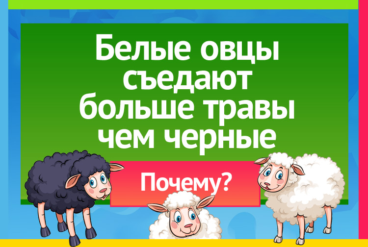 Загадка с подвохом. Почему белые овцы съедают больше травы чем черные?