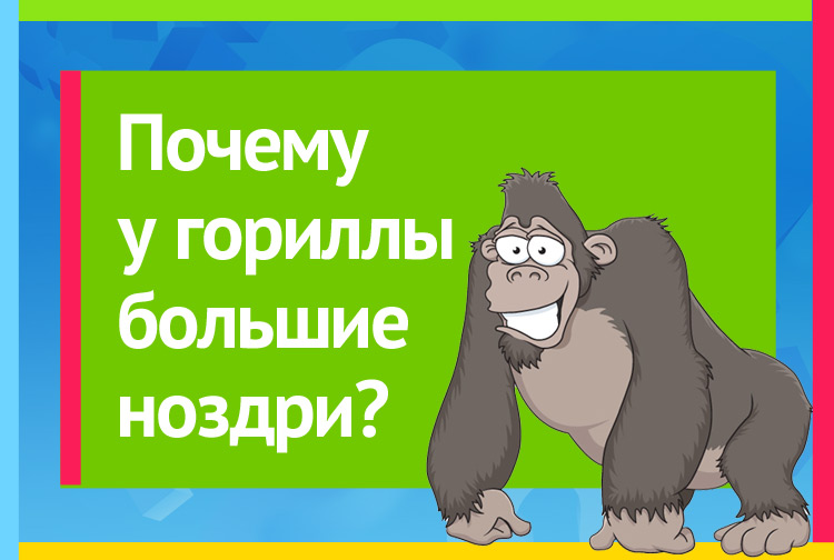 Почему у гориллы большие ноздри?