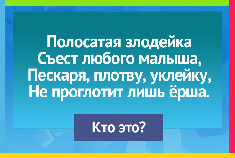 Загадка про щуку. Полосатая злодейка Съест любого малыша, Пескаря, плотву, уклейку, Не проглотит лишь ёрша.