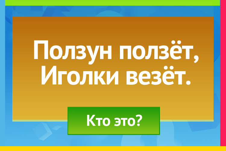 Загадка про ежика. Ползун ползёт, Иголки везёт.