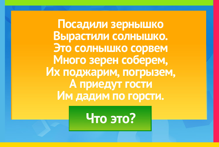 Загадка про Подсолнух. Посадили зернышко Вырастили солнышко. Это солнышко сорвем Много зерен соберем, Их поджарим, погрызем, А приедут гости Им дадим по горсти.