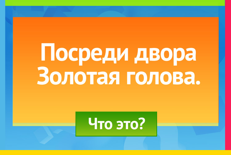 Загадка про Подсолнух. Посреди двора Золотая голова.