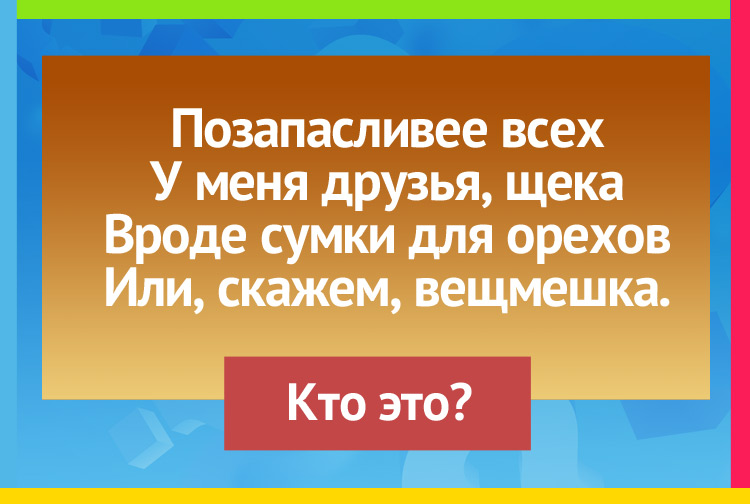 Загадка про хомяка. Позапасливее всех, У меня друзья, щека Вроде сумки для орехов Или, скажем, вещмешка.