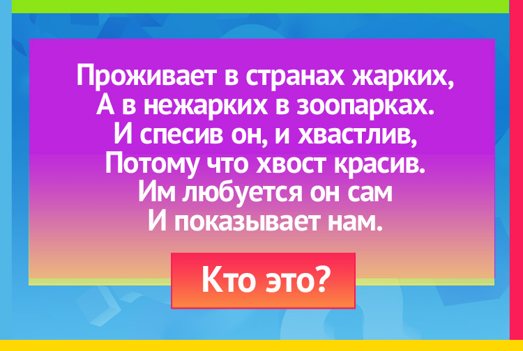 Загадка про Павлина. Проживает в странах жарких, А в нежарких в зоопарках. И спесив он, и хвастлив, Потому что хвост красив. Им любуется он сам И показывает нам.