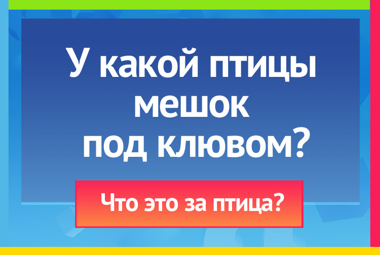 загадка про пеликана. Птица с мешком под клювом