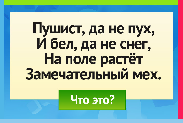 Загадка про хлопок. Пушист, да не пух, И бел, да не снег, На поле растёт Замечательный мех.