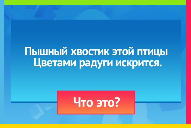 Загадка про павлина. Пышный хвостик этой птицы Цветами радуги искрится.