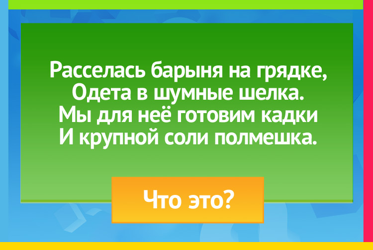 Загадка про Капусту. Расселась барыня на грядке, Одета в шумные шелка. Мы для неё готовим кадки И крупной соли полмешка.