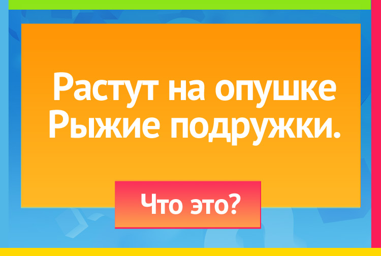 Загадка про Волнушки. Растут на опушке Рыжие подружки.