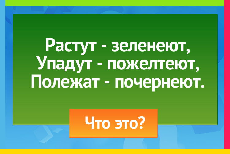 Загадка про Листья. Растут зеленеют, Упадут пожелтеют, Полежат почернеют.