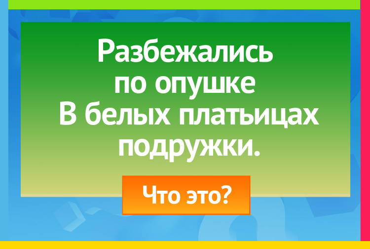 Загадка про Березы. Разбежались по опушке В белых платьицах подружки.