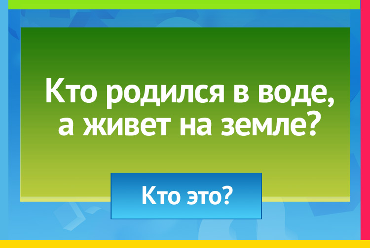 Загадка про лягушку. Кто родился в воде, а живет на земле?