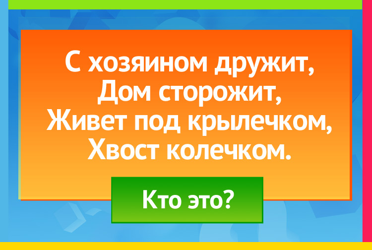 Загадка про собаку. С хозяином дружит, Дом сторожит, Живет под крылечком, Хвост колечком.