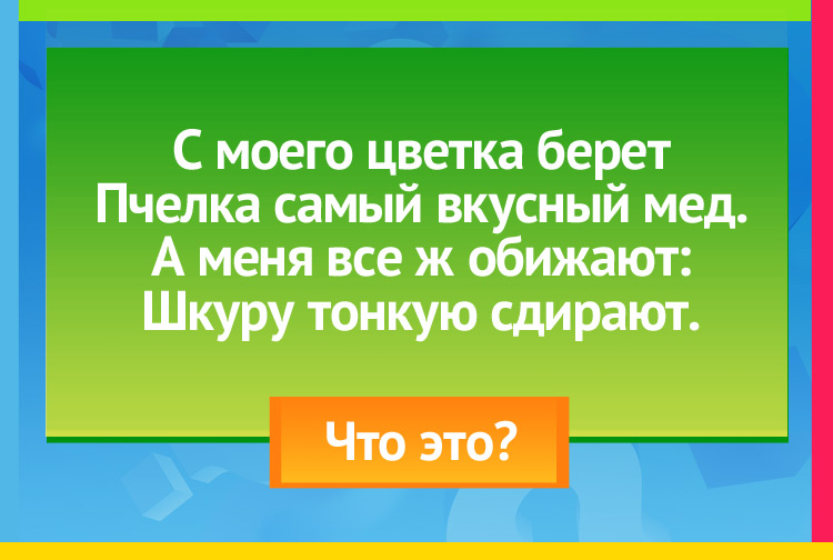 С моего цветка берет Пчелка самый вкусный мед. А меня все ж обижают: Шкуру тонкую сдирают.