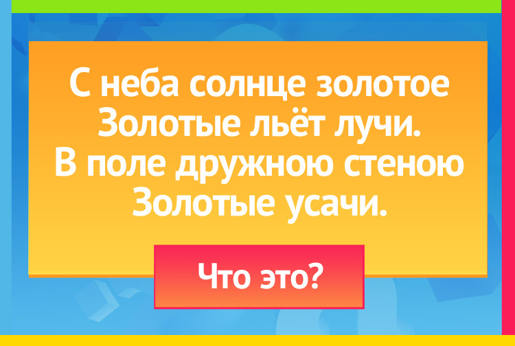 Загадка про пшеницу. С неба солнце золотое Золотые льёт лучи. В поле дружною стеною Золотые усачи.